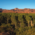 trees in foreground, red mountains behind and blue sky