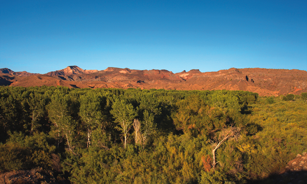 trees in foreground, red mountains behind and blue sky