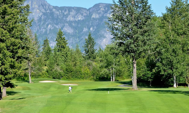 Large pine trees on golf course. 