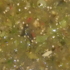 Bowl of green salsa