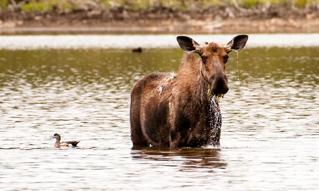 A female moose feeding in a lake in Tombstone Territorial Park, YT.