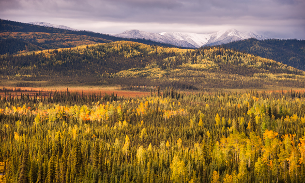 Fall colours beginning to show along the Alaska Hwy between Kluane Lake and Whitehorse, YT on the return trip to the lower 48.