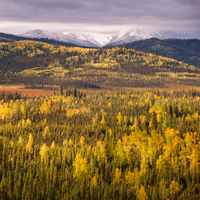 Fall colours beginning to show along the Alaska Hwy between Kluane Lake and Whitehorse, YT on the return trip to the lower 48.