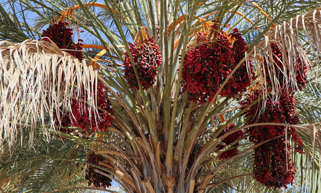 Date clusters are netted for protection at China Date Farm.