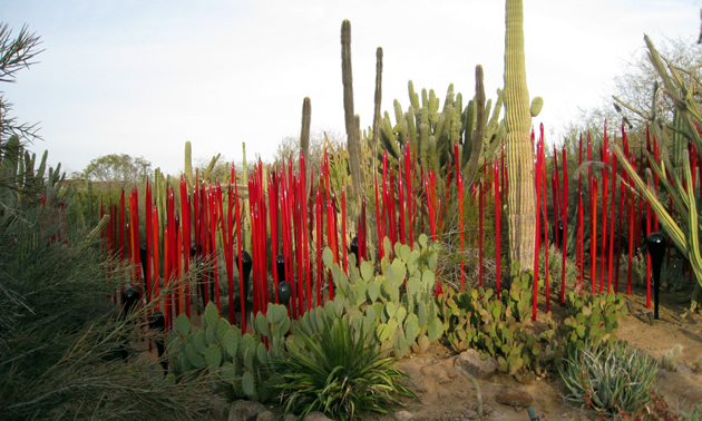 The Desert Botanical Garden in Phoenix, Arizona.  Cacti beds.