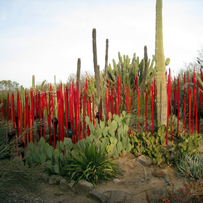 The Desert Botanical Garden in Phoenix, Arizona. Cacti beds.