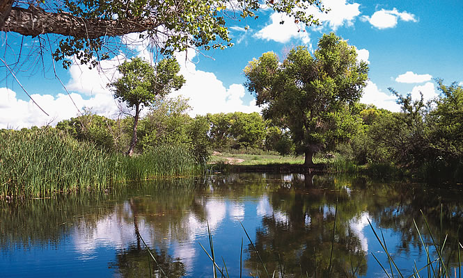 scenic photo of sanctuary with water and trees