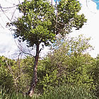 scenic photo of sanctuary with water and trees