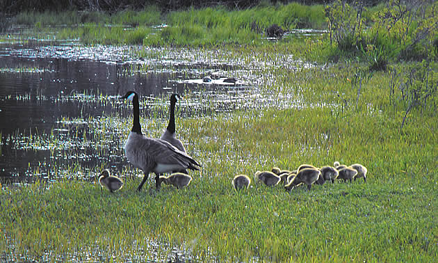 Canada geese and their goslings at Elizabeth Lake in Cranbrook, BC