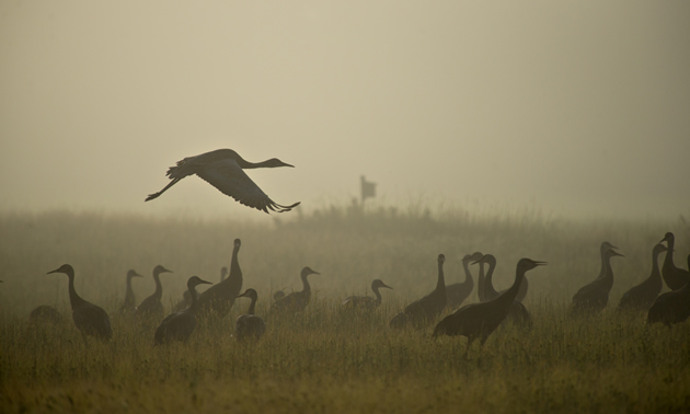 Creamer's Field Migratory Waterfowl Refuge is comprised of approximately 2000 acres of fields, woods, and wetlands. 