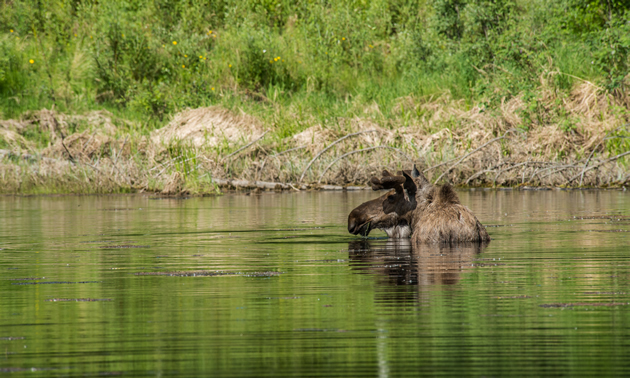 A bull moose in Fairbanks, Alaska.