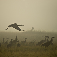 Creamer's Field Migratory Waterfowl Refuge is comprised of approximately 2000 acres of fields, woods, and wetlands. 