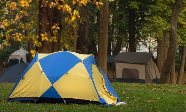 Tents set up under fall trees.