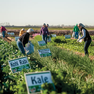 People in a farmer's field, picking vegetables. 