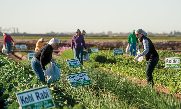 People in a farmer's field, picking vegetables. 