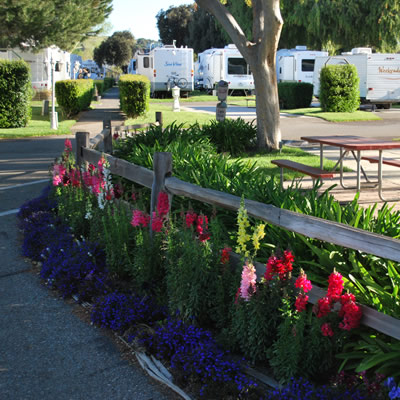 Bed of flowers in foreground with campers in background in RV Park. 