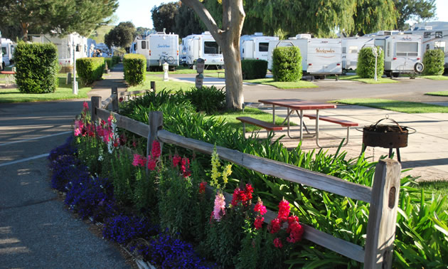 Bed of flowers in foreground with campers in background in RV Park. 