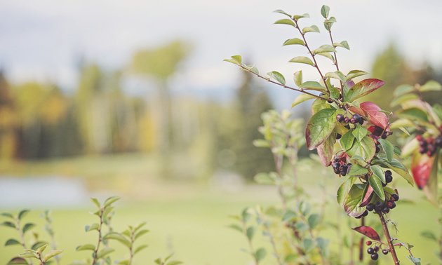 Wild berries growing outside Fort Nelson.