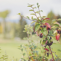 Wild berries growing outside Fort Nelson.