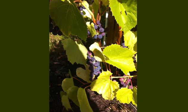 Concord grapes are very good for making wine and jellies.