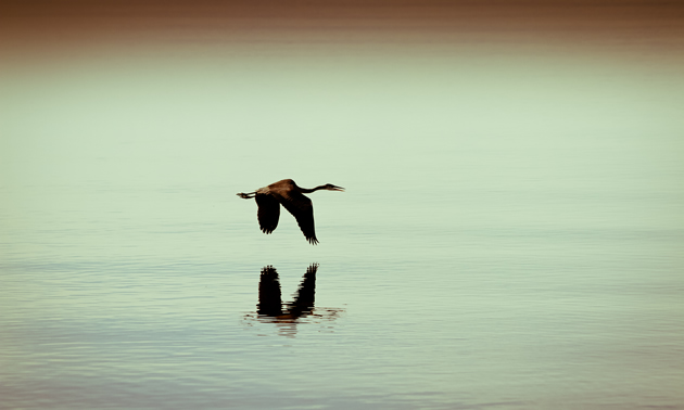 The Salton Sea is one of the world's largest inland seas.