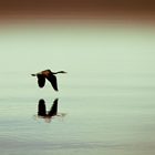 The Salton Sea is one of the world's largest inland seas.