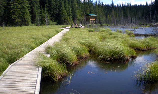 Beaver Boardwalk stretches through marshy area with a tower and seating area in the background.
