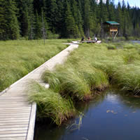 Beaver Boardwalk stretches through marshy area with a tower and seating area in the background. 