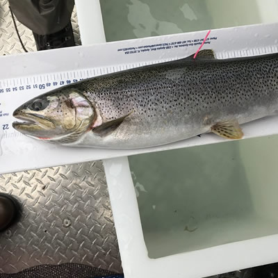 Cutthroat trout being measured. 