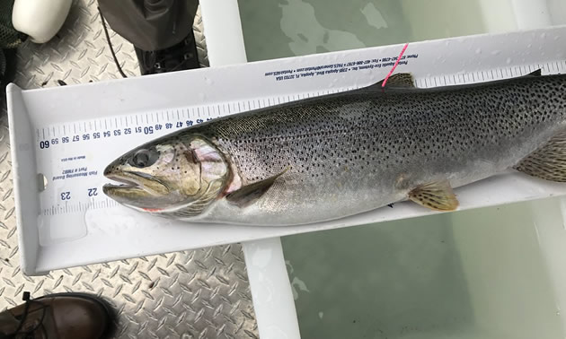 Cutthroat trout being measured. 