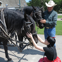 Crouching girl reaching up to two black horses in harness, tended by a man in denim and a cowboy hat