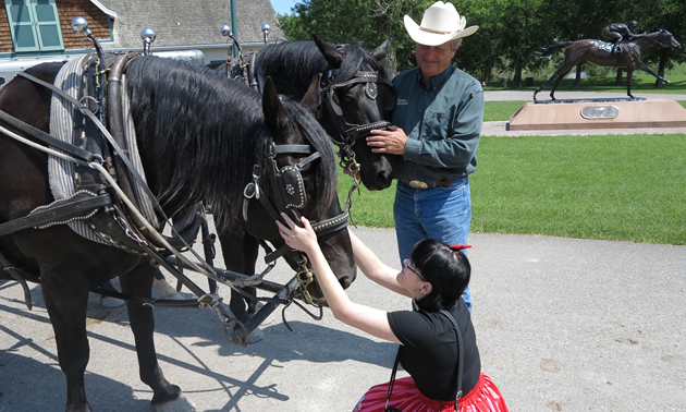 Crouching girl reaching up to two black horses in harness, tended by a man in denim and a cowboy hat