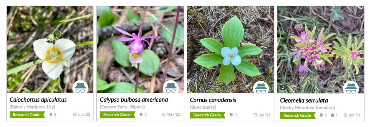 local wildflowers from BC, including a calypso orchid