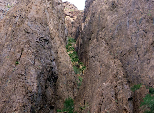 The grove of California fan palms in Kofa National Wildlife Refuge.