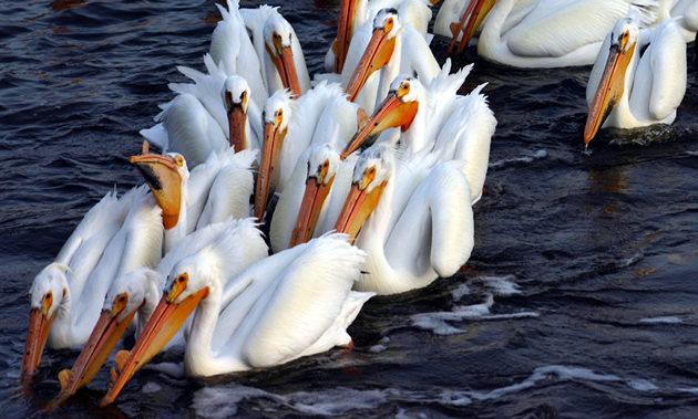 A group of white pelicans cluster together on dark blue water at Last Mountain Lake Wildlife Area and Migratory Bird Sanctuary.