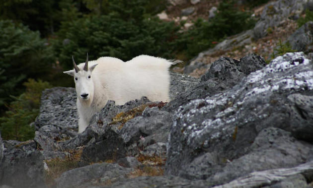 A white mountain goat standing on a rocky craig.