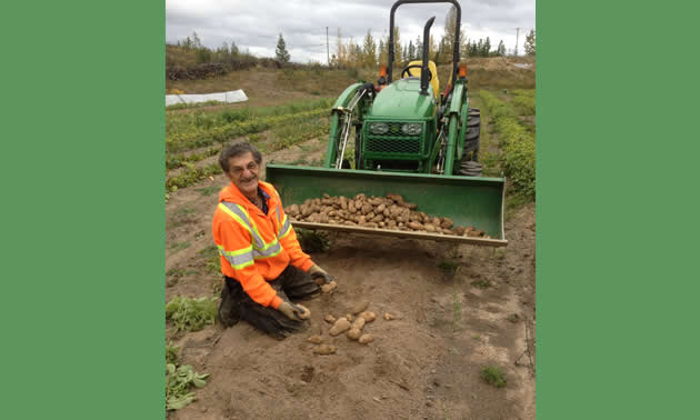 Rick Parent harvesting potatoes.