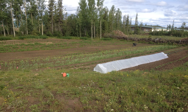 The tent-like structure is put over the young zucchini and squash plants to protect them from some of the cooler days.