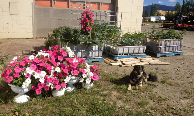 Rick and Karen have experimented with container gardens that can be taken with a forklift inside if the weather is bad or there's unusually early frost.