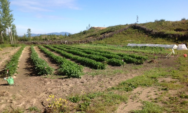 This photo shows approximately two thirds of what they have planted on the two acres they have allotted to their garden.