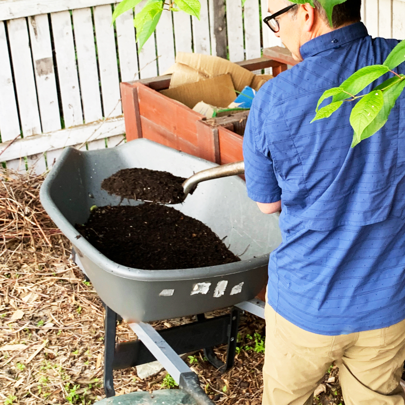 The author is shovelling black compost from his bins into a wheelbarrow.
