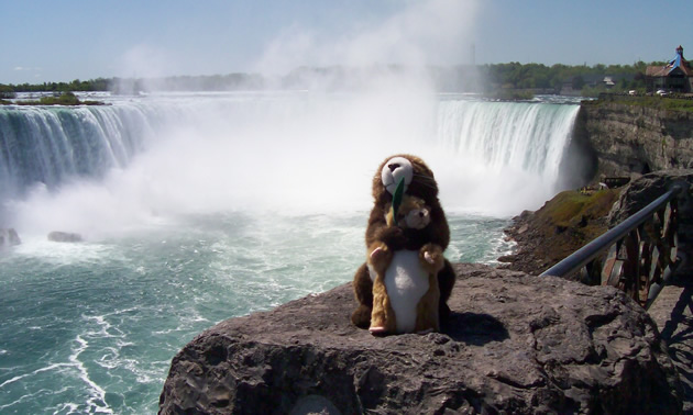 Two marmot stuffed animals in front of Niagara Falls