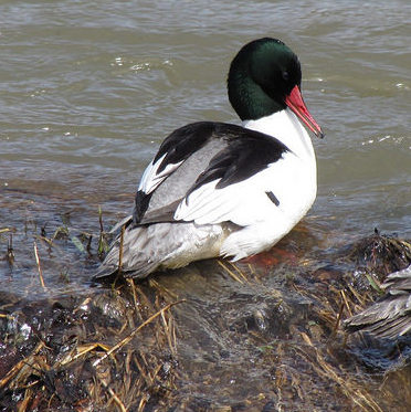 A pair of merganser ducks rest on the bank of a river in the Crowsnest Pass, Alberta.