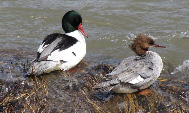 A pair of merganser ducks rest on the bank of a river in the Crowsnest Pass, Alberta.
