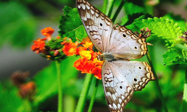 A white peacock butterfly at the National Butterfly Center in Mission, Texas