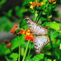 A white peacock butterfly at the National Butterfly Center in Mission, Texas