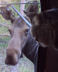 A moose and a house cat look at each other through a window