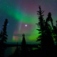 Evergreens against a night sky lit in green and violet by the aurora borealis