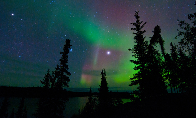 Evergreens against a night sky lit in green and violet by the aurora borealis