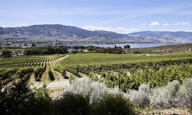 Fantastic view is a treat while having lunch in the garden at N'k Mip Cellars. 